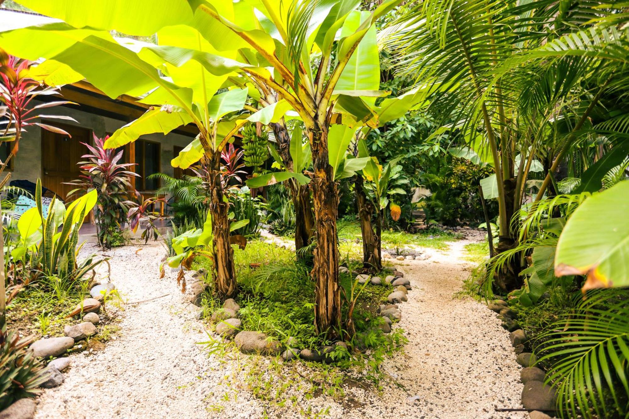 Cabinas Playa Surf Hostel Playa Santa Teresa  Ngoại thất bức ảnh